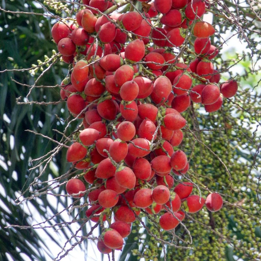 Foxtail Palm Plant Seeds