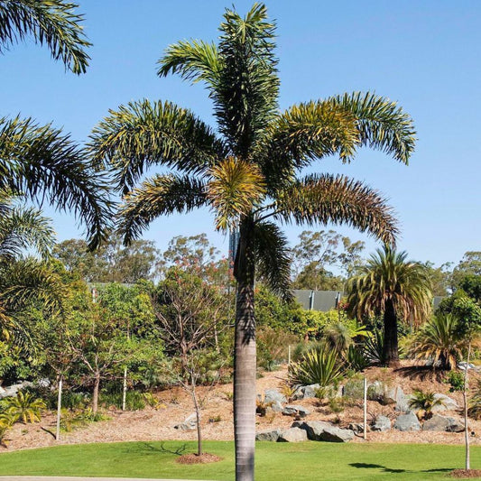 Foxtail Palm Plant Seeds
