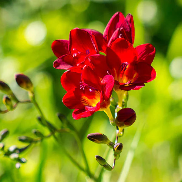 Freesia Seeds – Pure Asia Seeds