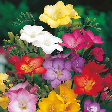 MultiColored Freesias Flower seeds for Planting Sun Loving Heirloom & GMO Free Seeds for Home Garden 
 
 Sale