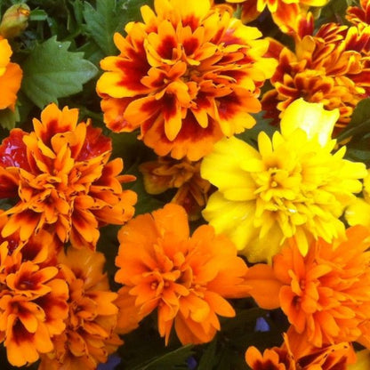 French Marigold 'Little Hero Mixed' – Compact & Colorful Garden Flower Blend