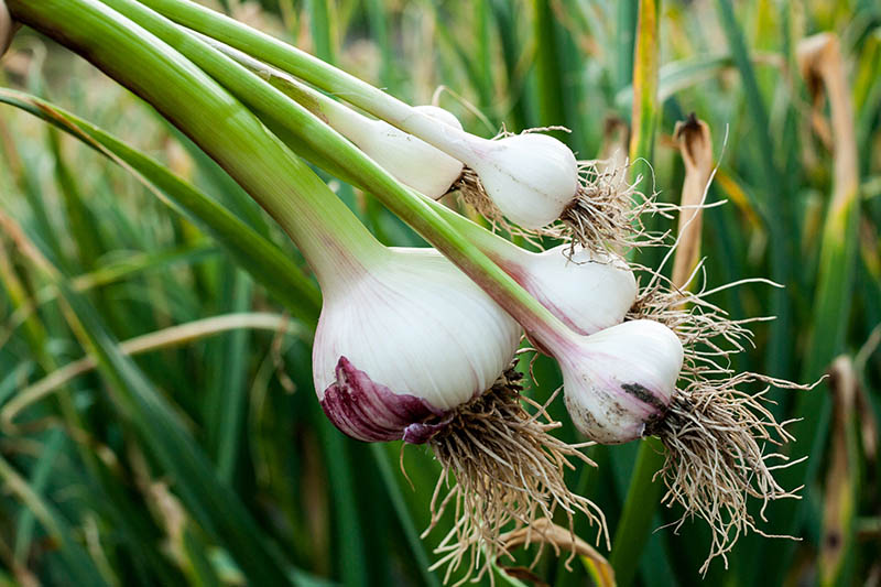 Garlic Vegetable Seeds for Planting: Add Exotic Charm to Your Garden