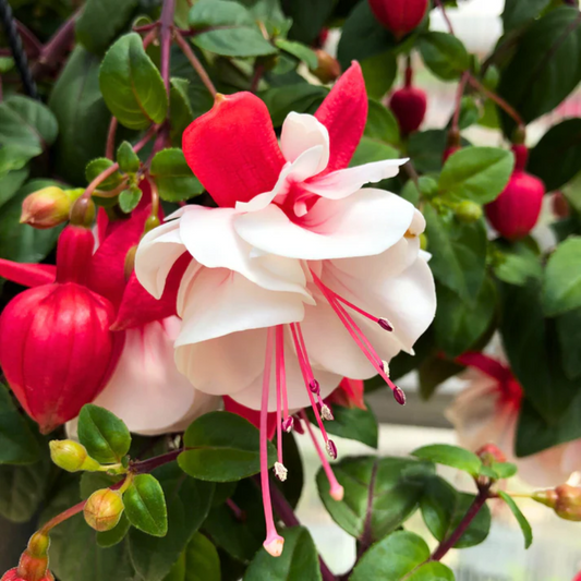 Red White Fuchsia Flower Seeds