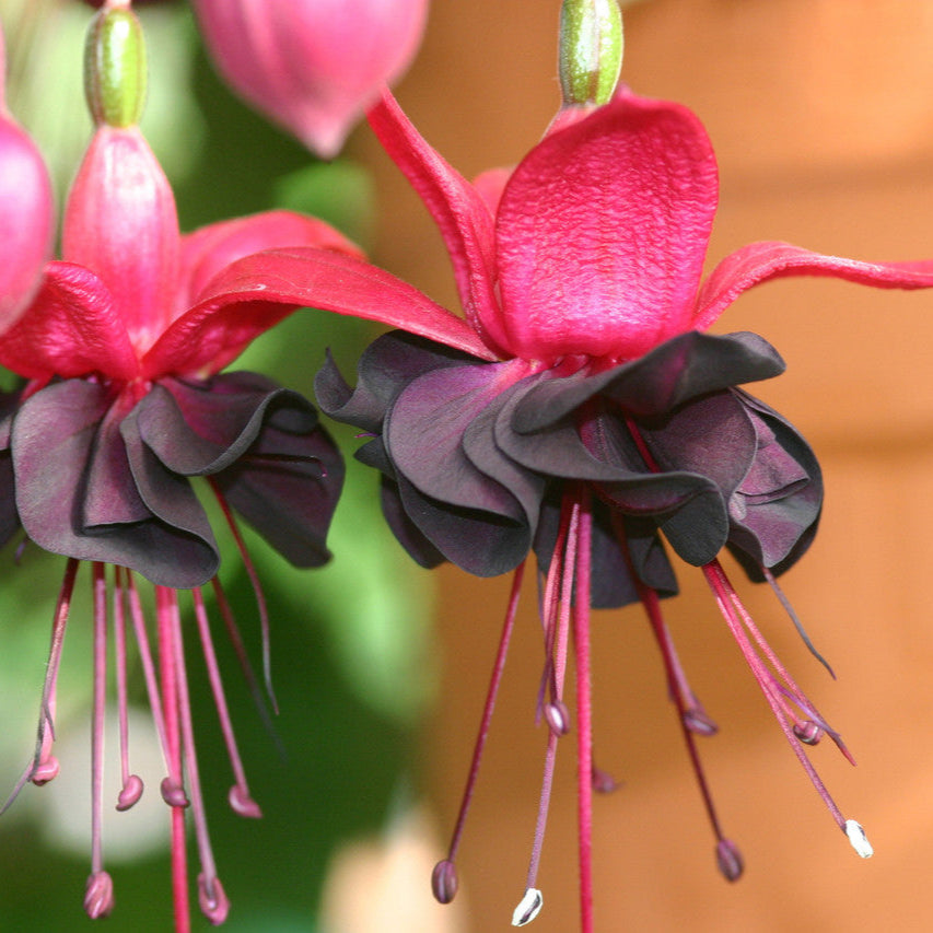 Black Fuchsia Flower seeds for Planting - Bright Blooms, Heirloom & GMO Free Seeds for Home Garden
 
 Sale for planting in home garden