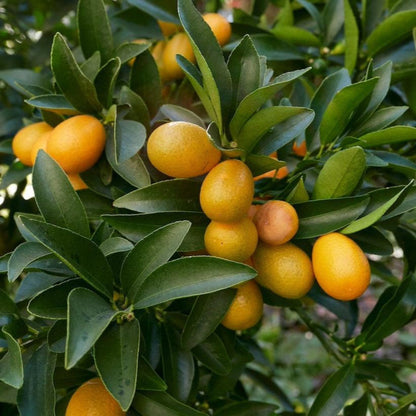 kumquat plant from seed Nagami Kumquat Fruit Seeds for Planting – Heirloom, Non-GMO, Citrus, C – Pure Asia Seeds