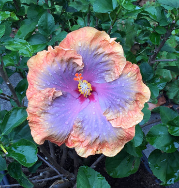Orange Blue Hibiscus Flower Seeds