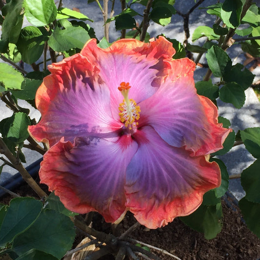 Orange Blue Hibiscus Flower Seeds