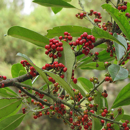 Yerba Mate Herb Seeds