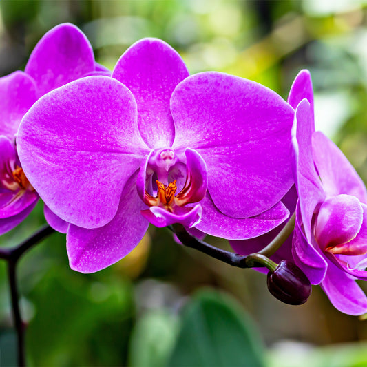 Purple Butterfly Orchids Flower seeds for Planting Sun Loving Heirloom & GMO Free Seeds for Home Garden 
 
 Sale