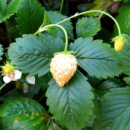 White Strawberry Fruit Seeds