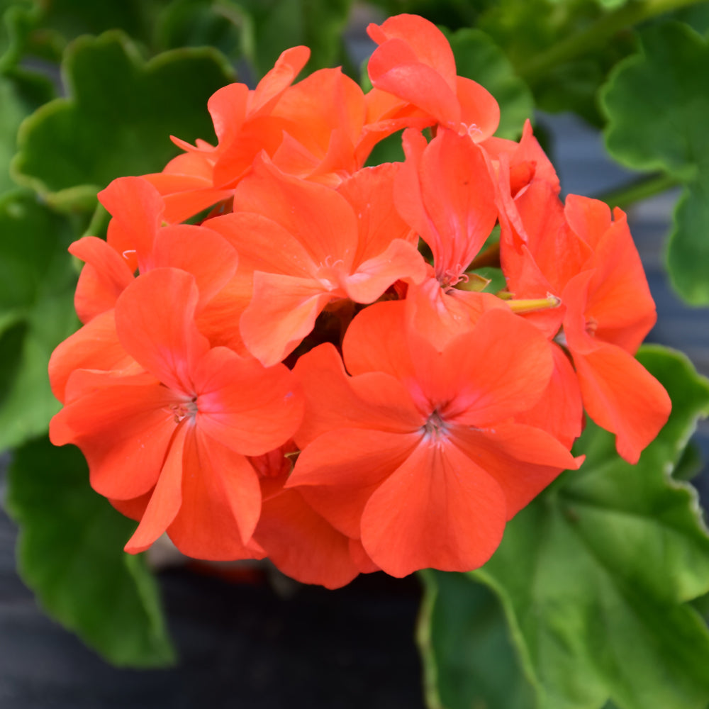Orange Geranium Flower seeds for Planting - Vibrant Colors, Heirloom & GMO Free Seeds for Home Garden
 
 Sale for planting in home garden