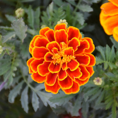 French Marigold 'Durango Flame' – Fiery Orange-Red Garden Flower