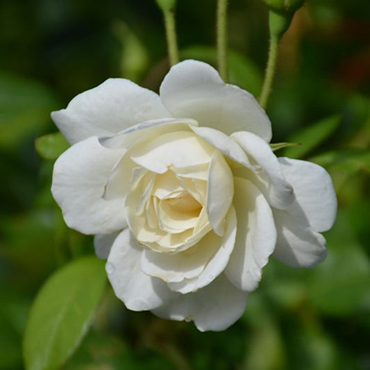 Climbing Iceberg Rose - Pure White Climbing Rose Bush for Elegant Garden Displays