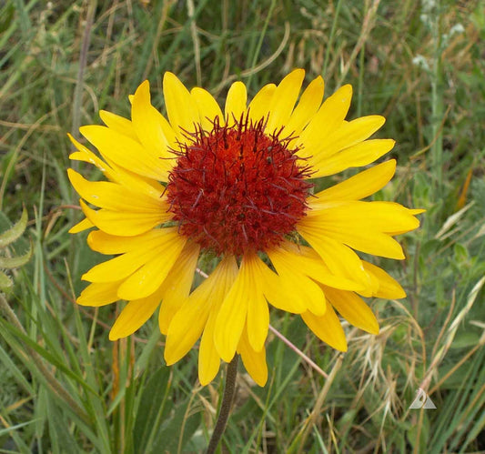 Yellow Blanket Flower Seeds