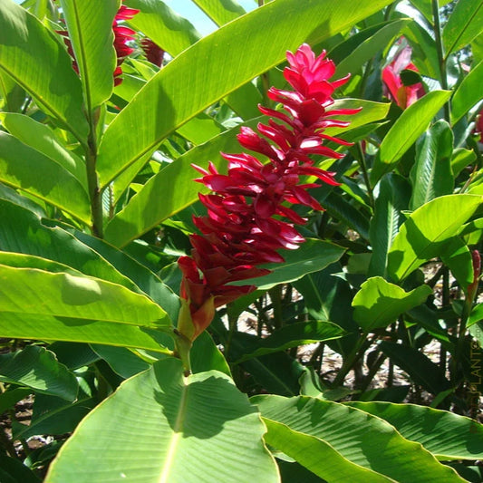 Ginger Flower seeds for Planting - Premium Quality, Heirloom & GMO Free Seeds for Home Garden