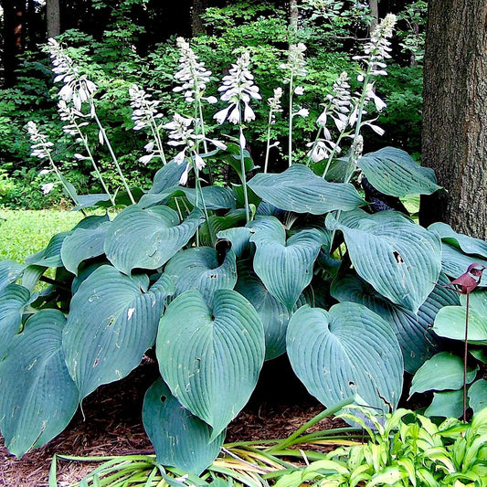 Blue Angel Plantain Lily Flower Seeds