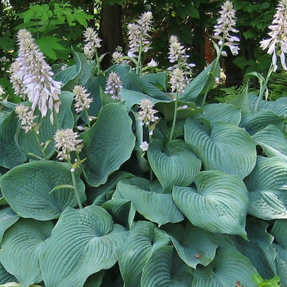 Blue Angel Plantain Lily Flower Seeds