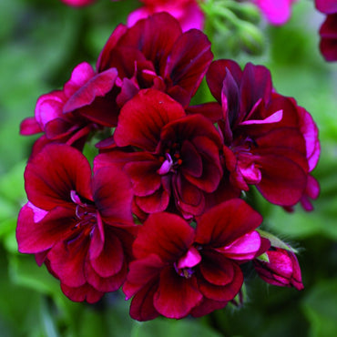 Dark Burgundy Geranium Flower Seeds