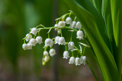 Lily of the Valley Flower Seeds