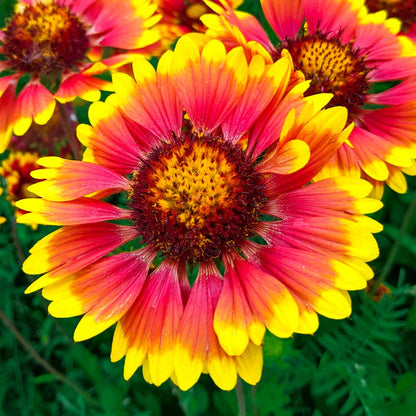 Gaillardia Grandiflora Blanketflower Seeds