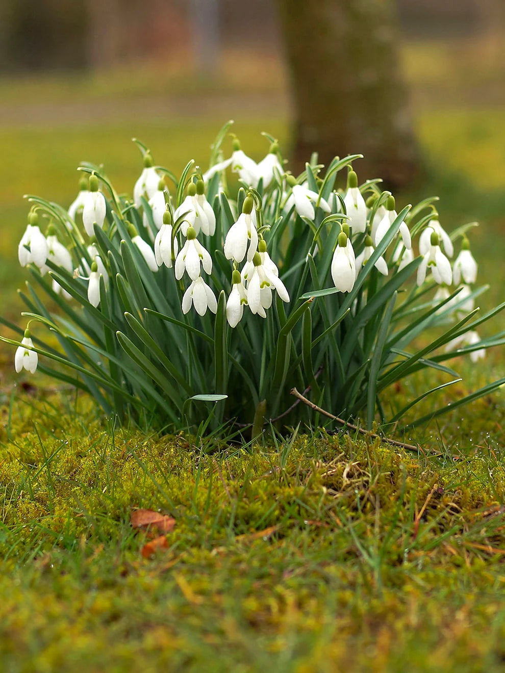 Snowdrop Flower Seeds