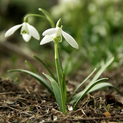 希少な香りのスノードロップ（Galanthus nivalis 'Flore Pleno'）花の種まき用 - 庭園の人気品種、伝統種子、遺伝子組み換えなしの家庭用庭園種子