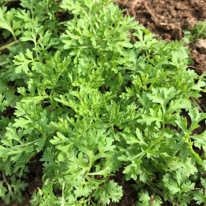 Garden Cress Herb Seeds