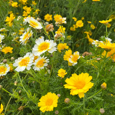 Garland Chrysanthemum Flower Seeds