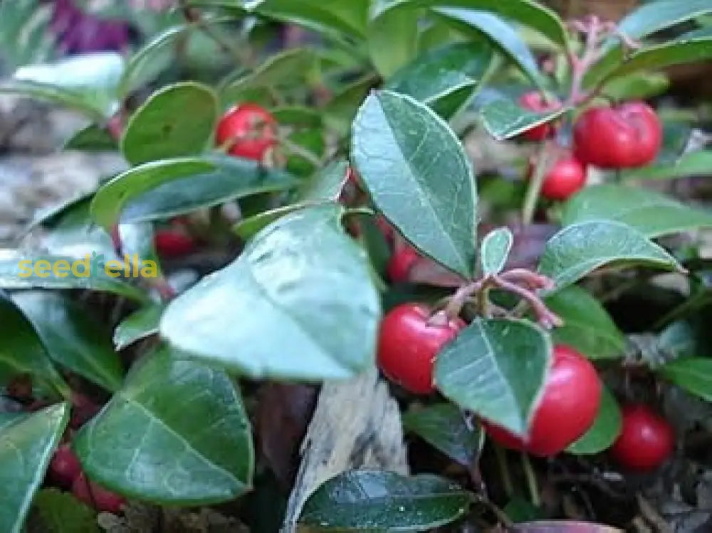 Gaultheria Fruit Seeds For Easy Planting Grow Evergreen Shrubs heirloom non-gmo organic garden seeds