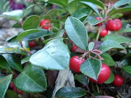 Gaultheria Fruit Seeds For Easy Planting Grow Evergreen Shrubs heirloom non-gmo organic garden seeds