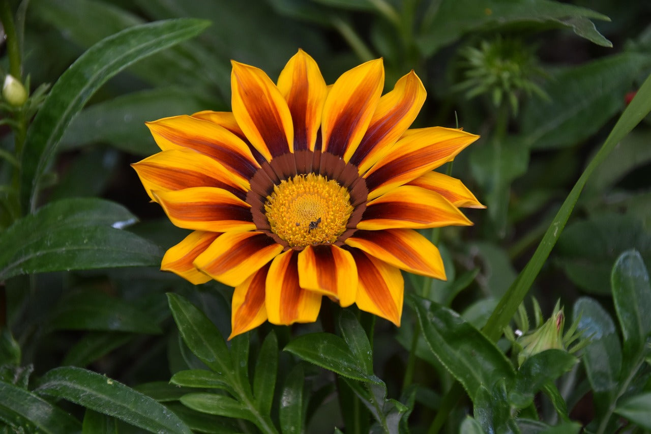 Gazania Yellow Red Stripe Flower Seeds for Planting
