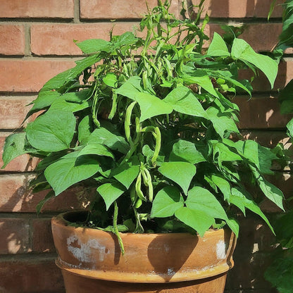 Hyacinth Bean Vegetable Seeds