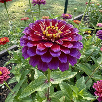 Zinnia Planting Flower Seeds Red Purple for Perfect for Planting