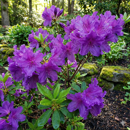 Violet Azalea Flower Seeds for Planting in Royal Gardens