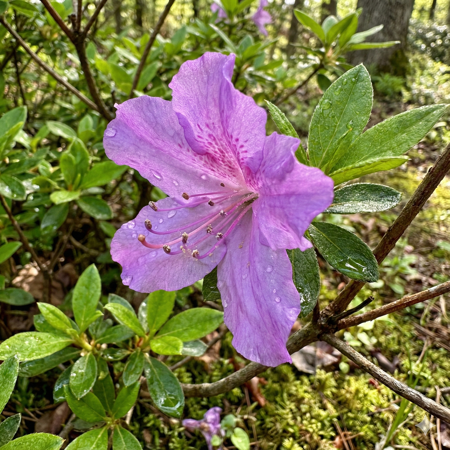 Violet Azalea Flower Seeds for Planting in Royal Gardens