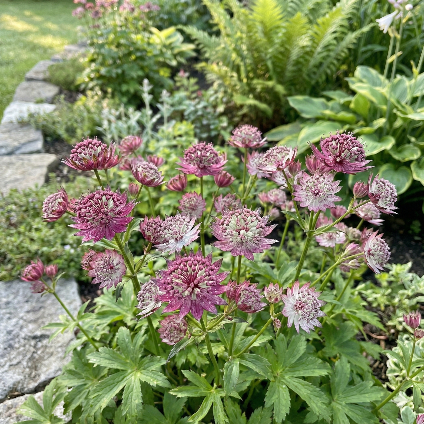Astrantia Flower Seeds for Unique Planting