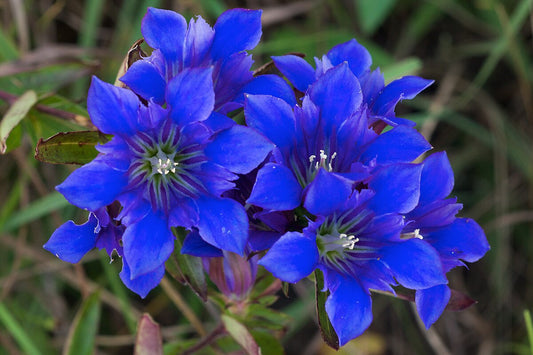 Gentiana Puberulenta Flower seeds for Planting Hardy Variety Heirloom & GMO Free Seeds for Home Garden