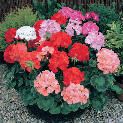Gemischte Storchschnabel-Blumensamen zum Pflanzen – Bestäuberfreundlich, Erbstück- und GVO-freie Samen für den Hausgarten