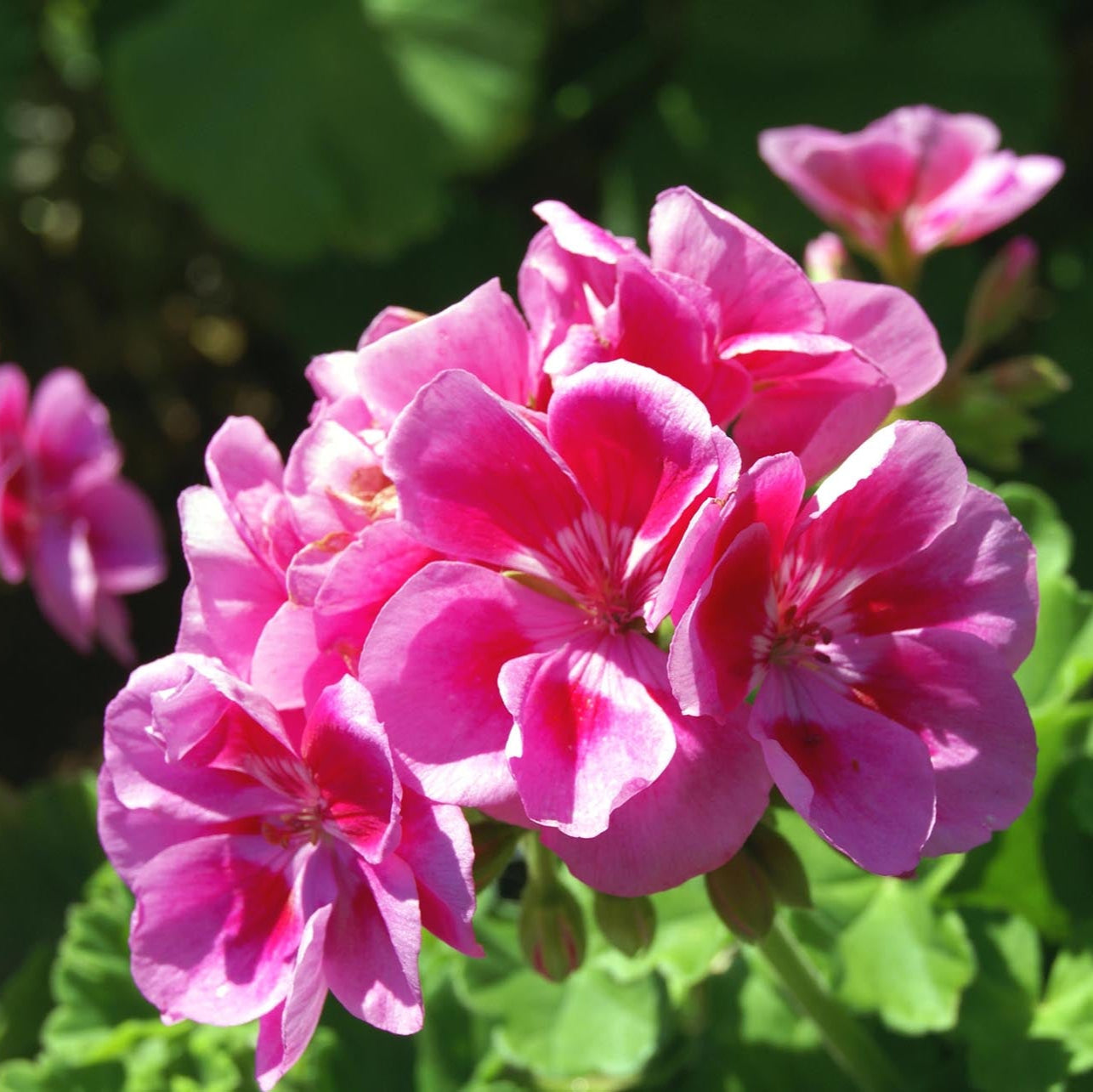 Geranium Pelargonium Flower Seeds