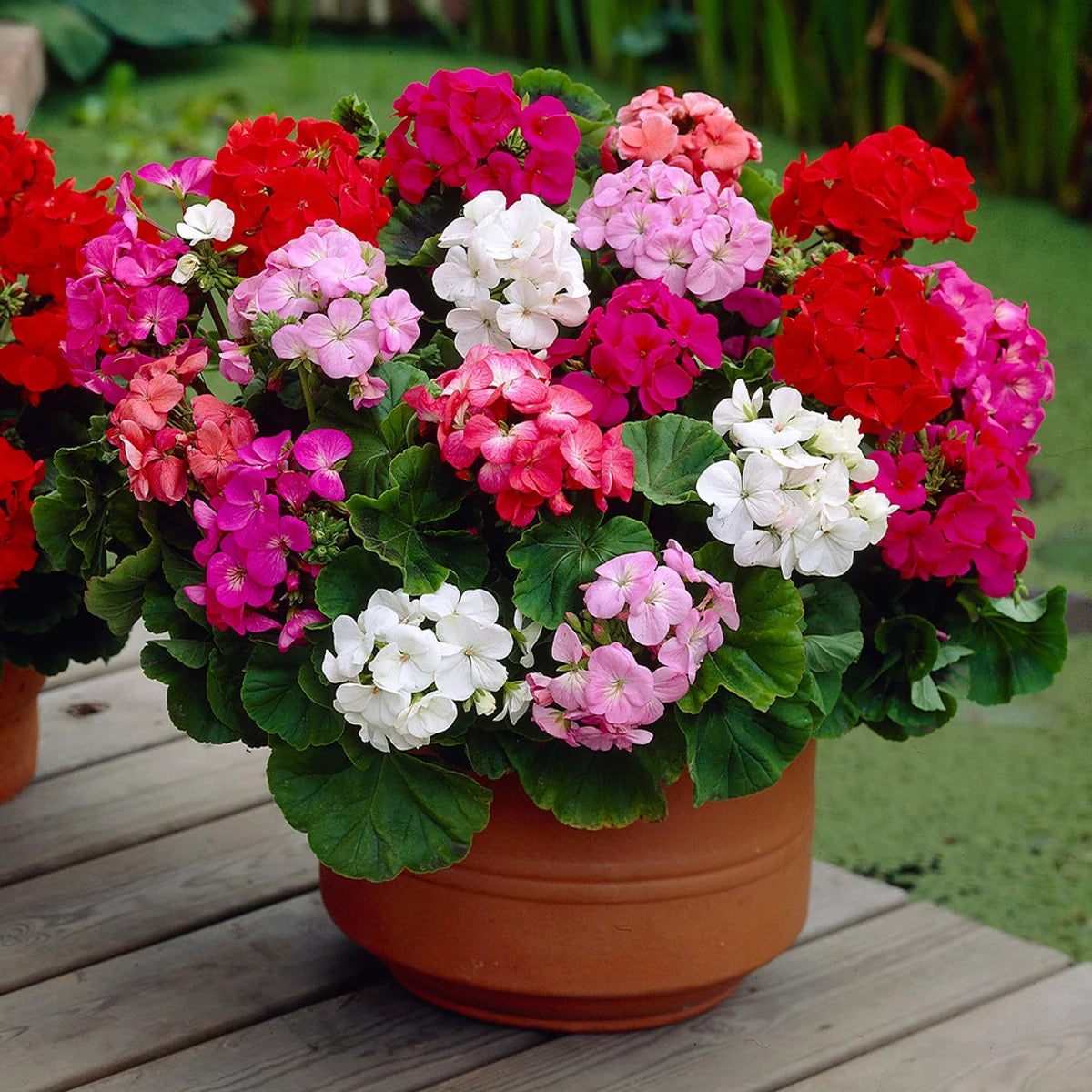 Geranium Flower seeds for Planting - Compact Growth, Heirloom & GMO Free Seeds for Home Garden