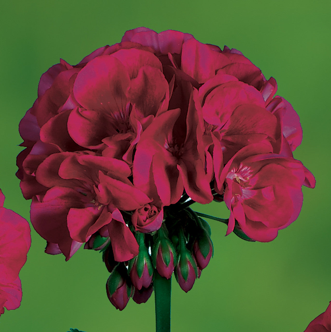 Dark Burgundy Geranium Flower Seeds