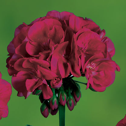 Dark Burgundy Geranium Flower Seeds