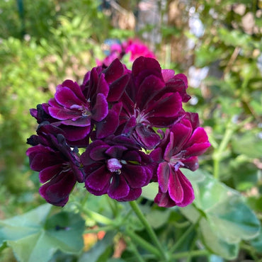 Dark Burgundy Geranium Flower seeds for Planting Vibrant Colors Heirloom & GMO Free Seeds for Home Garden
 
 Sale