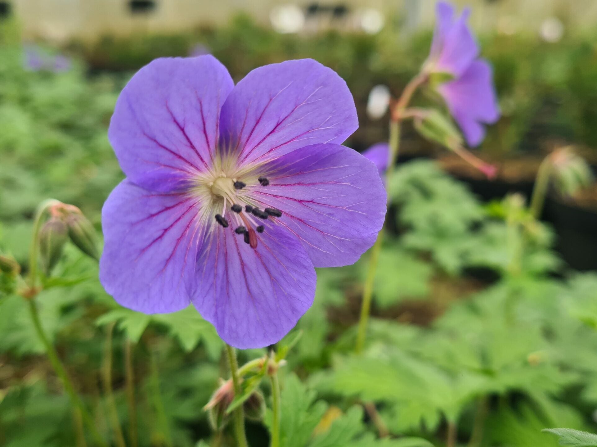 geranium renardii seeds Geranium 'Rozanne' Flower Seeds for Planting – Heirloom, Non-GMO, Pere – Pure Asia Seeds