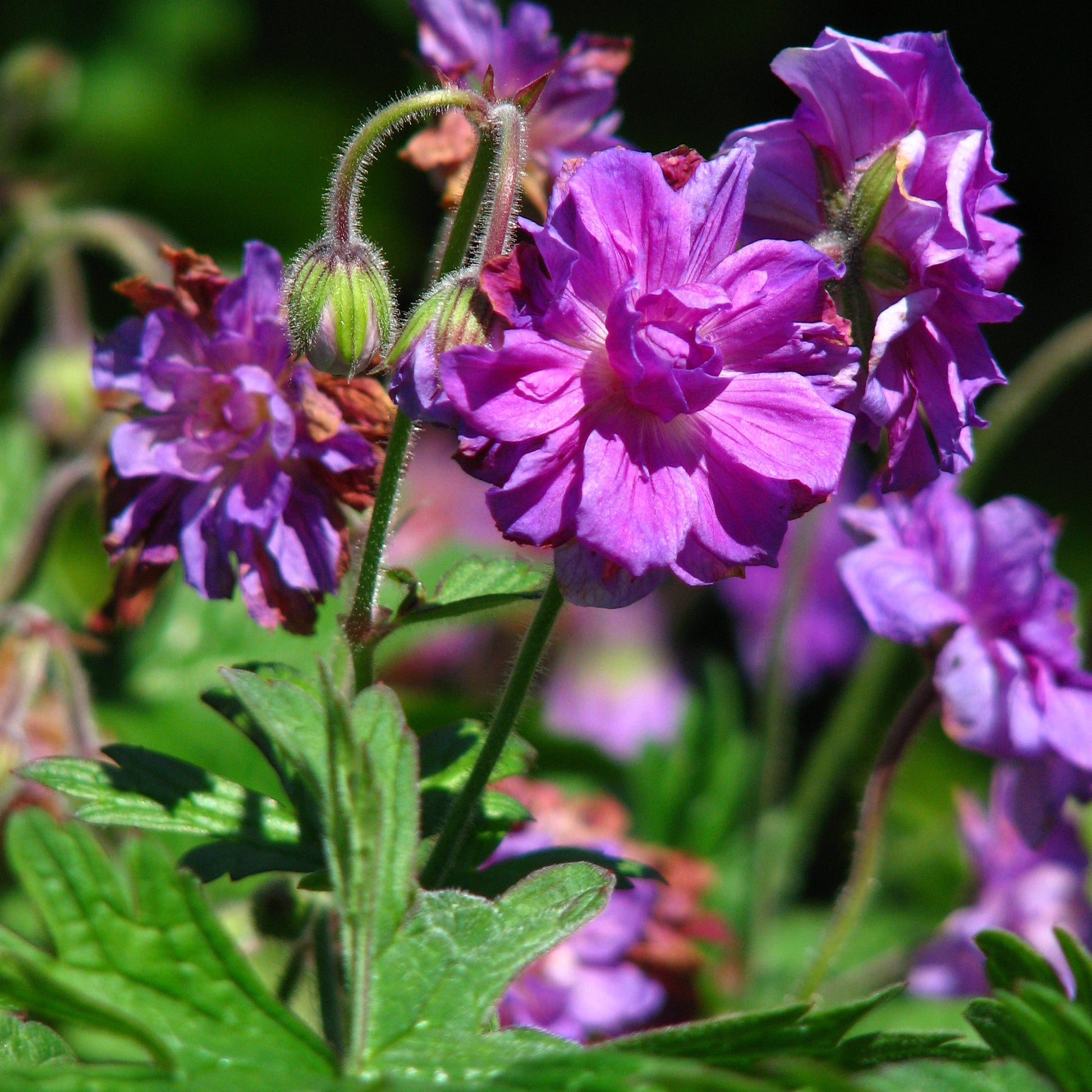 double geranium seeds Double Purple Geranium Flower Seeds for Planting – Heirloom, Non-GMO, – Pure Asia Seeds