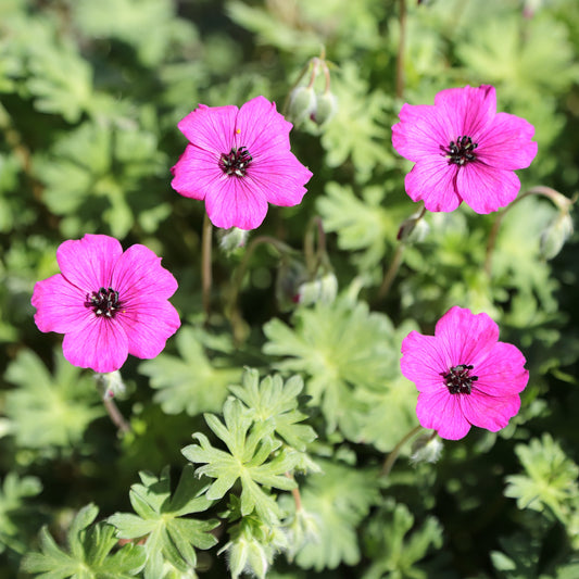 Geranium Subcaulescens Flower Seeds