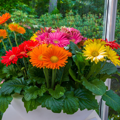 gerbera potted plant Gerbera Daisy (Gerbera jamesonii) Flower Seeds for Planting – Heirloom – Pure Asia Seeds