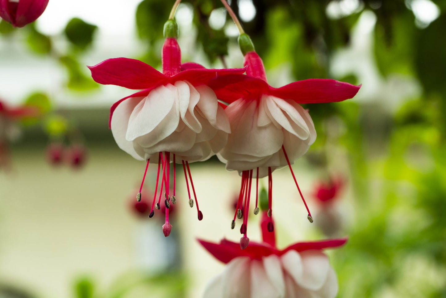 Fuchsia Flower Seeds