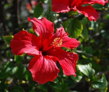Red Hardy Hibiscus Flower Seeds