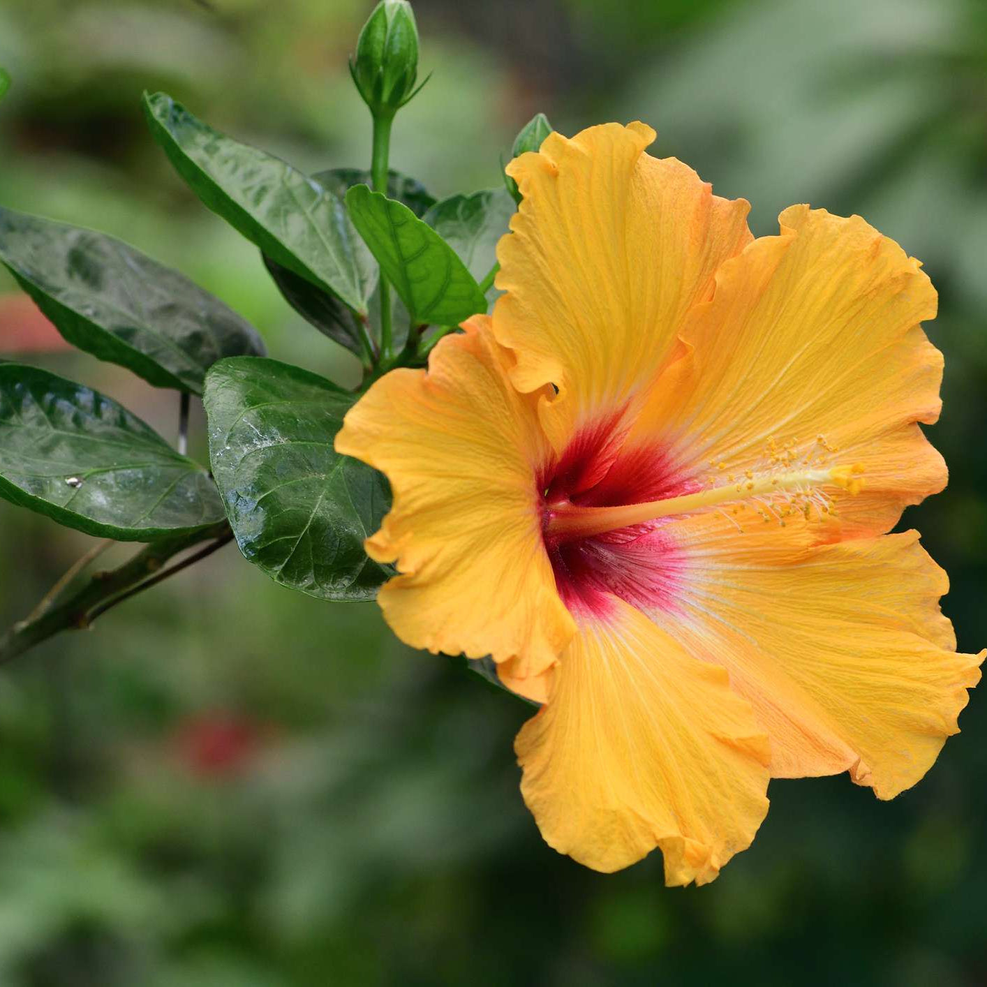 Yellow Orange Hibiscus Flower Seeds